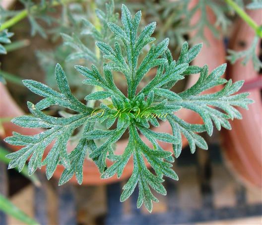  Leaves (Adaxial view)